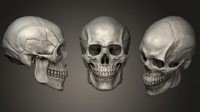 Anatomy of skeletons and skulls (ANTM_1217) 3D model for CNC machine